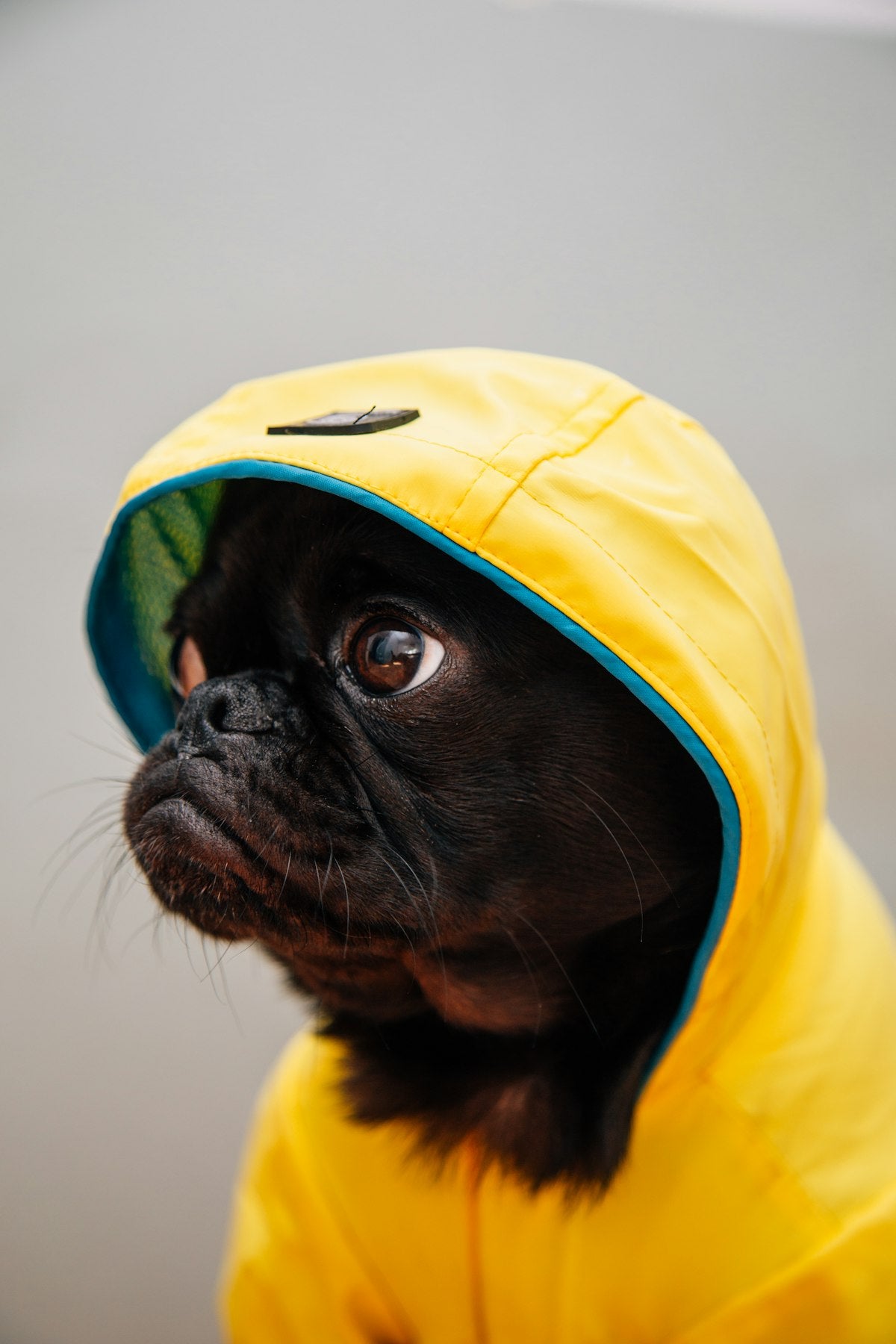 Manteau imperméable pour chien