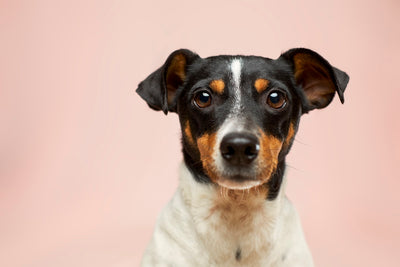 Brosse démêlante sous-poil pour chien