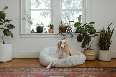 Tapis rafraîchissant pour chien