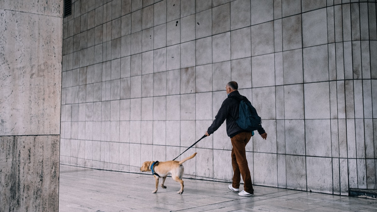 Laisse anti-traction pour chien