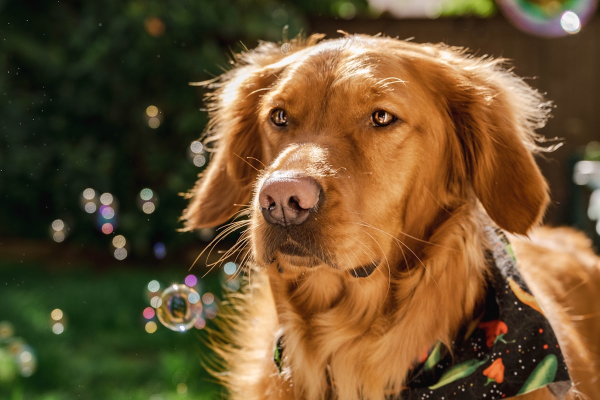 Bandana rafraîchissant pour chien