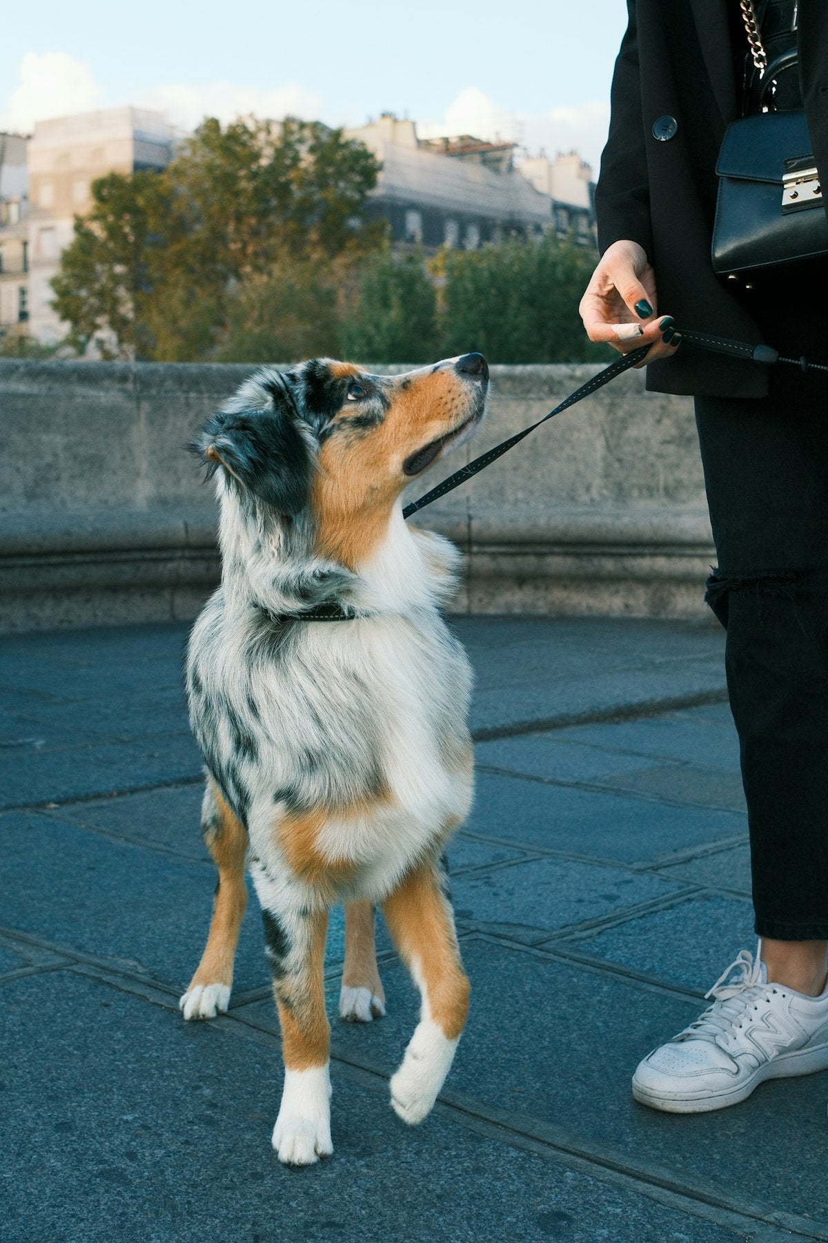Laisse standard pour chien