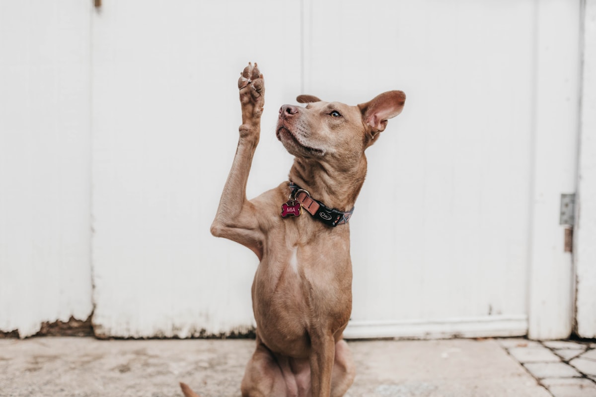 Chaussettes antidérapantes pour chien
