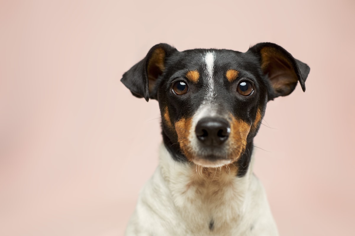 Brosse démêlante sous-poil pour chien