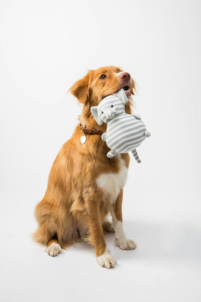 Jouet canard anti-stress pour chien