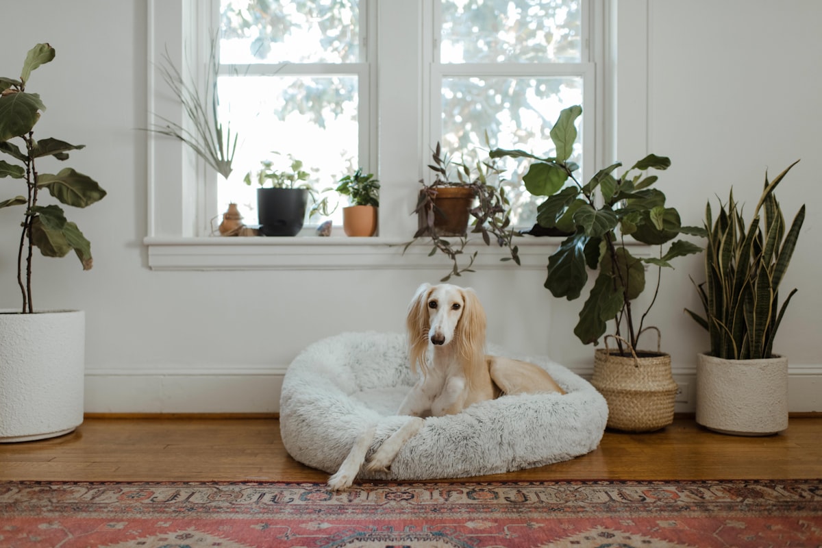 Tapis rafraîchissant pour chien