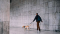 Laisse anti-traction pour chien