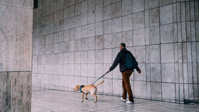 Laisse anti-traction pour chien