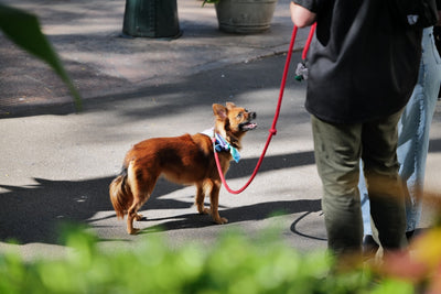 Laisse rembourrée confort pour chien